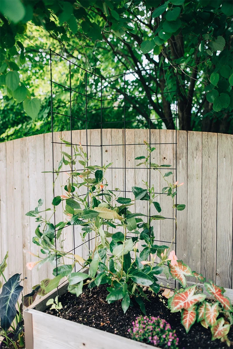 Two Panel Folding Trellis