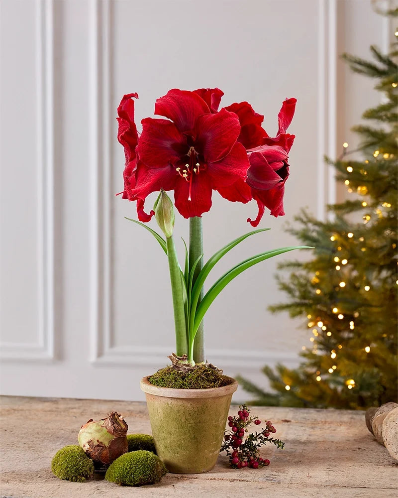 Premium Amaryllis Bulbs