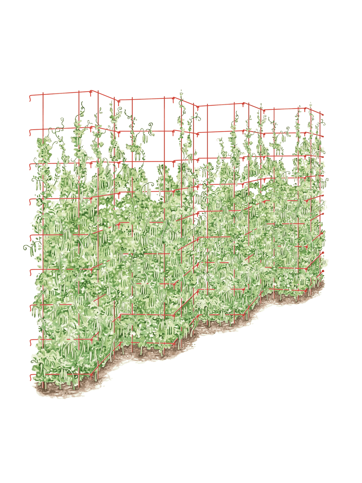 Tall Expandable Pea Trellis