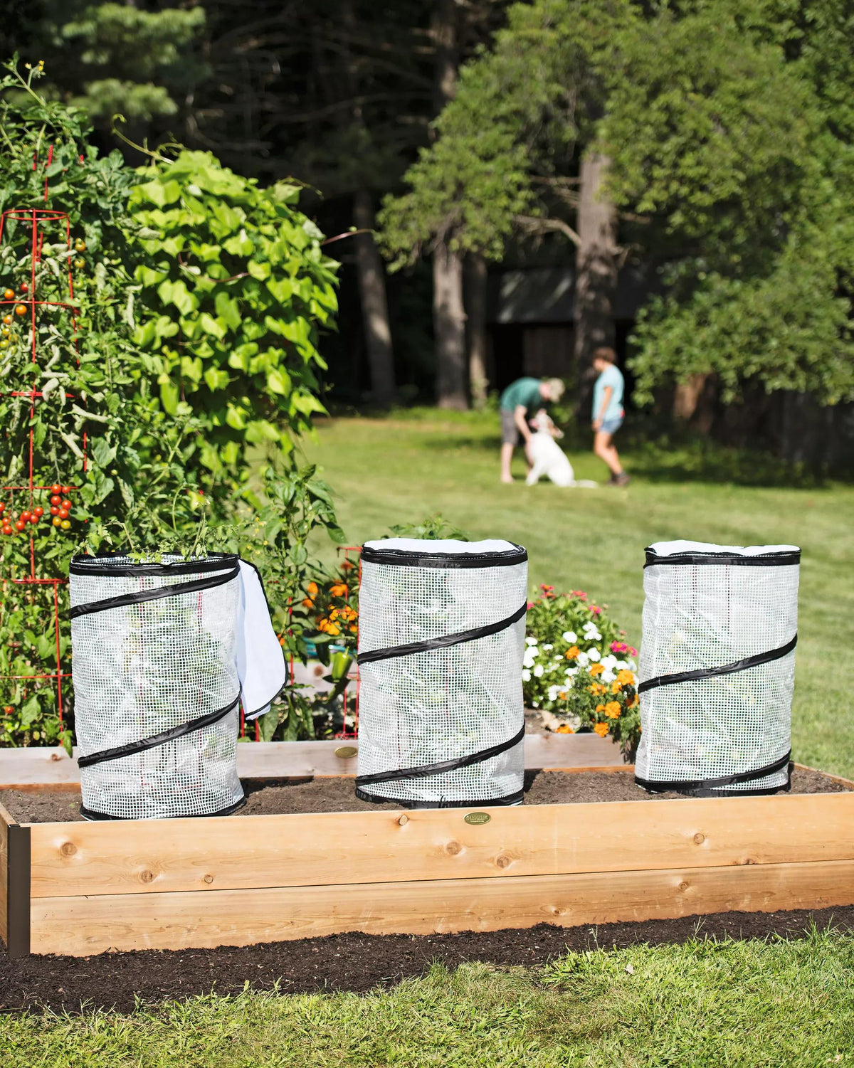 Pop-Up Tomato Accelerator