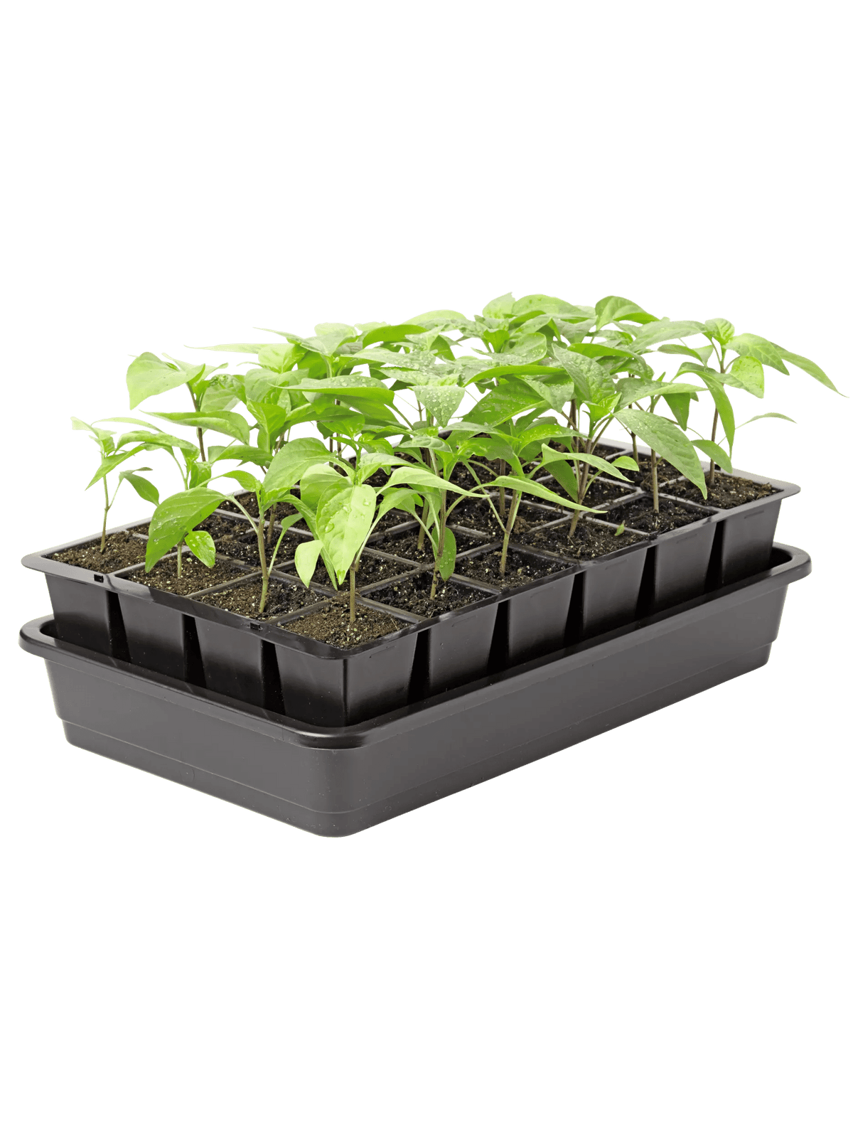 GrowEase™ Seed Starter Kit