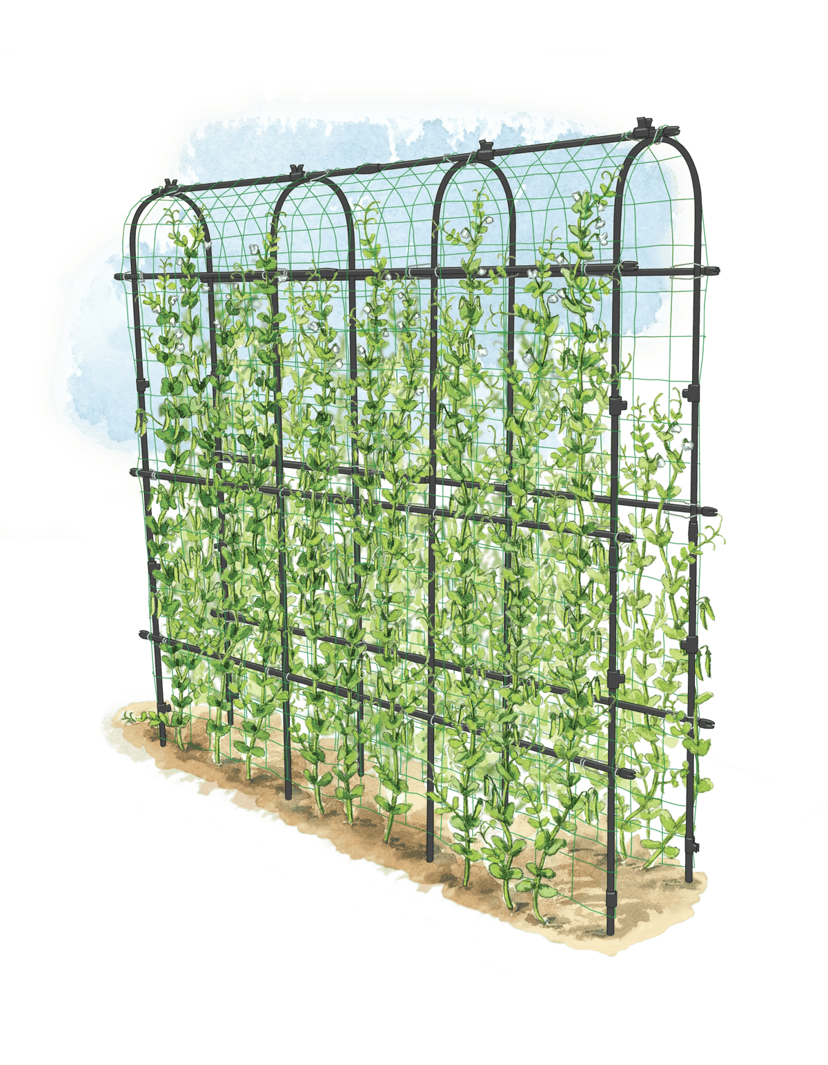 Titan™ Pea Tunnel