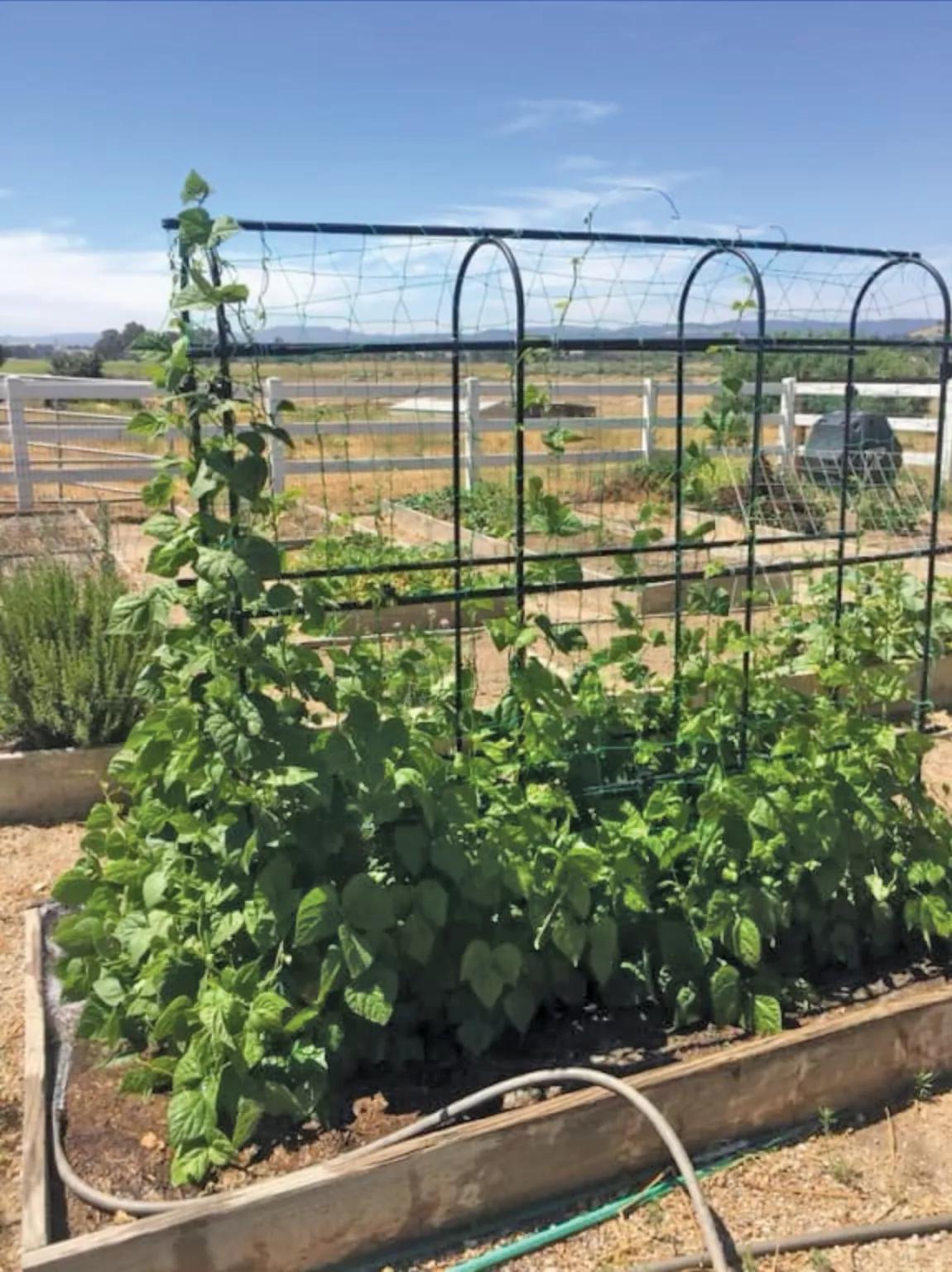 Titan™ Pea Tunnel