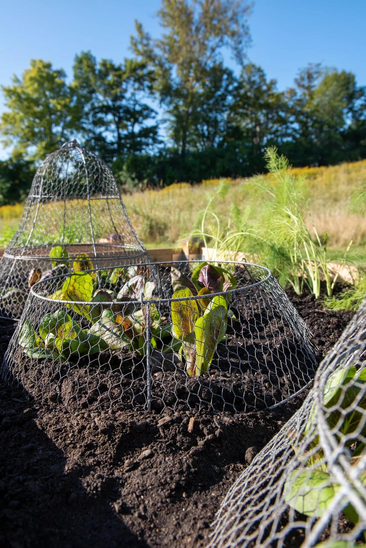 Chicken Wire Cloche Extension