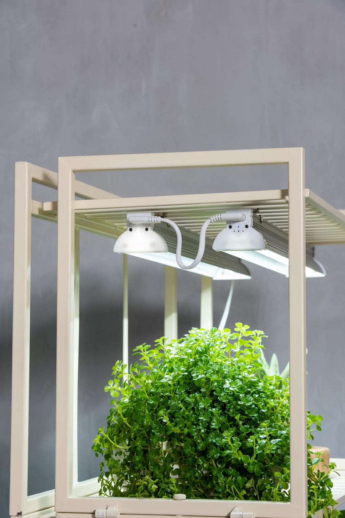 Oslo™ 2-Tier LED Grow Light Garden, 2 Fixtures