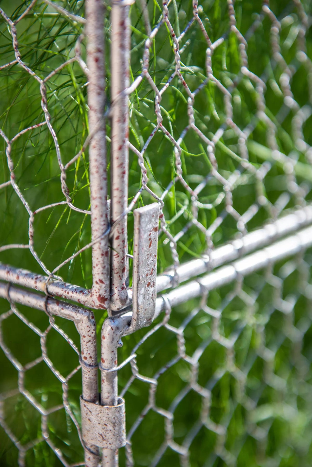 Chicken Wire Crop Coop Extension