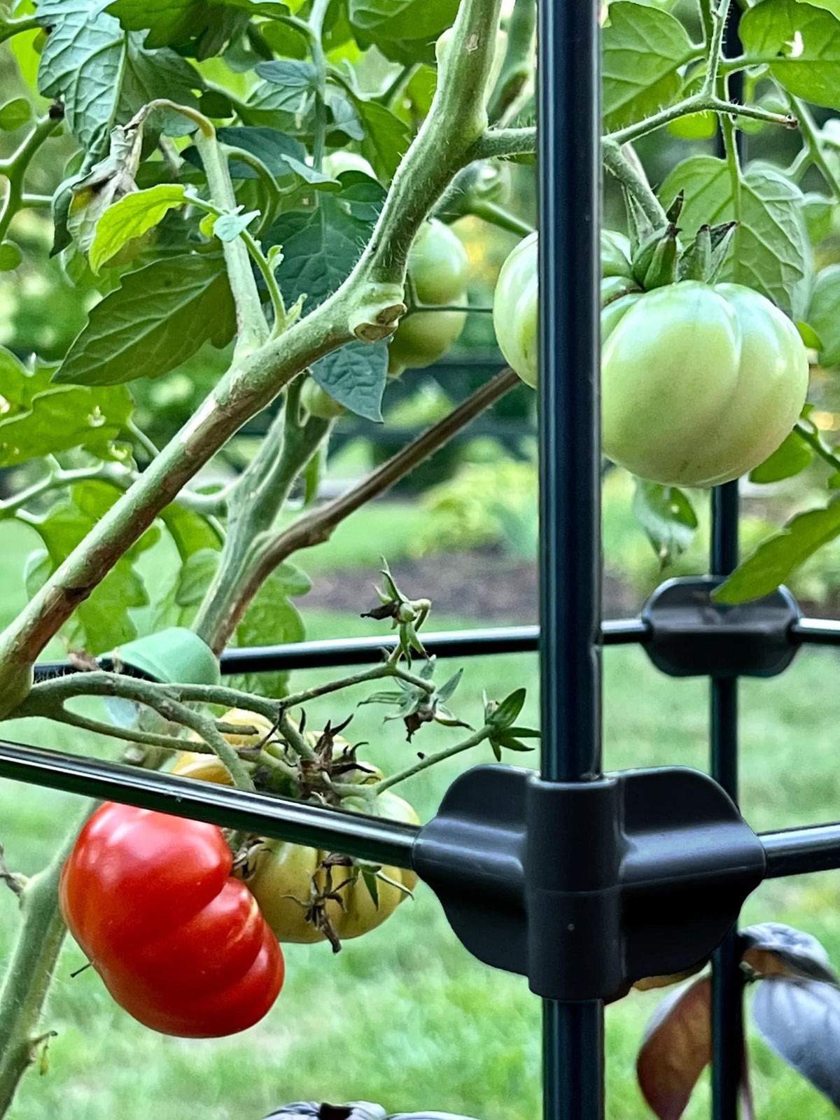 Oasis™ Self-Watering Tomato Planter With Trellis