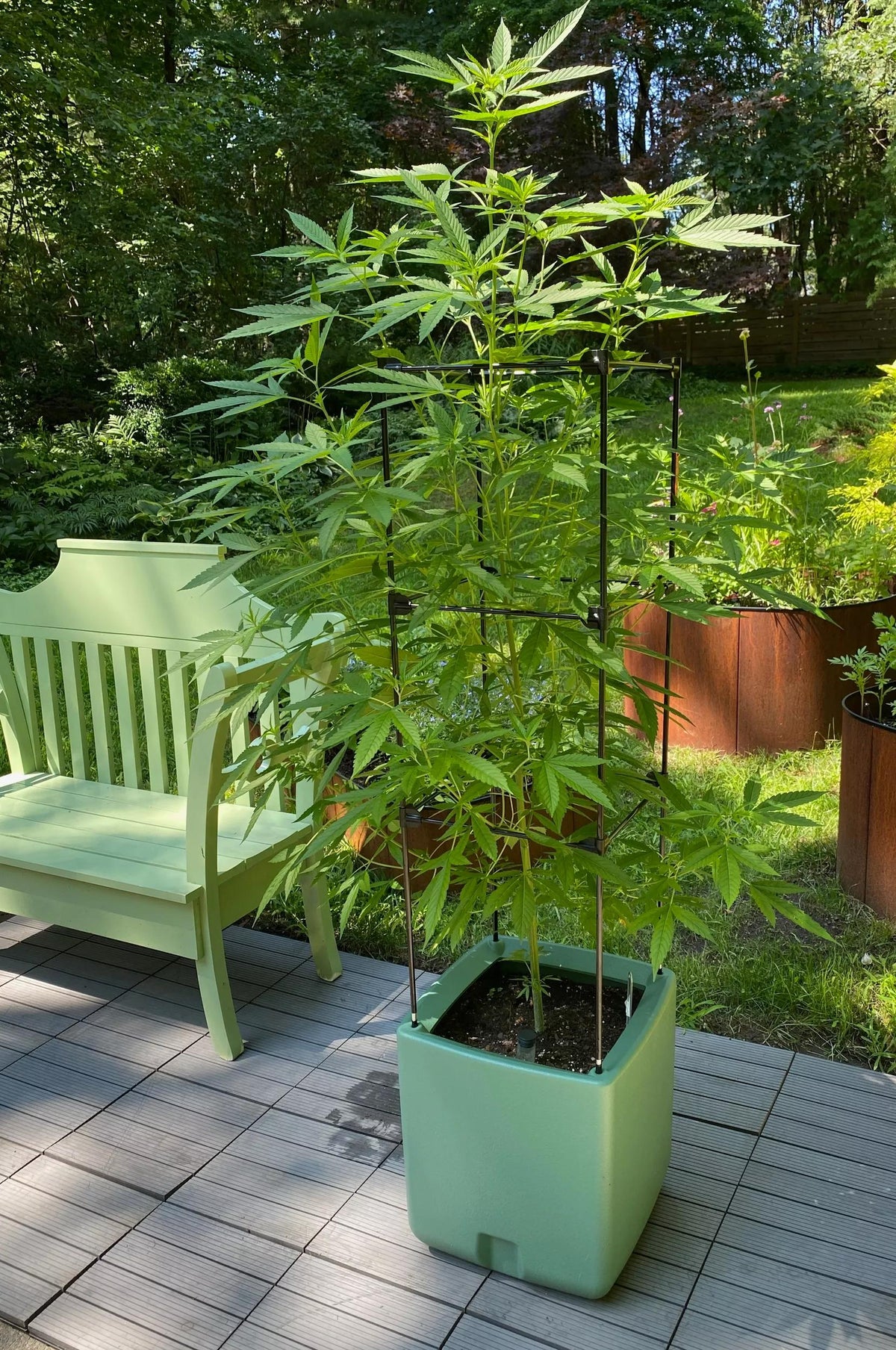Oasis™ Self-Watering Tomato Planter With Trellis