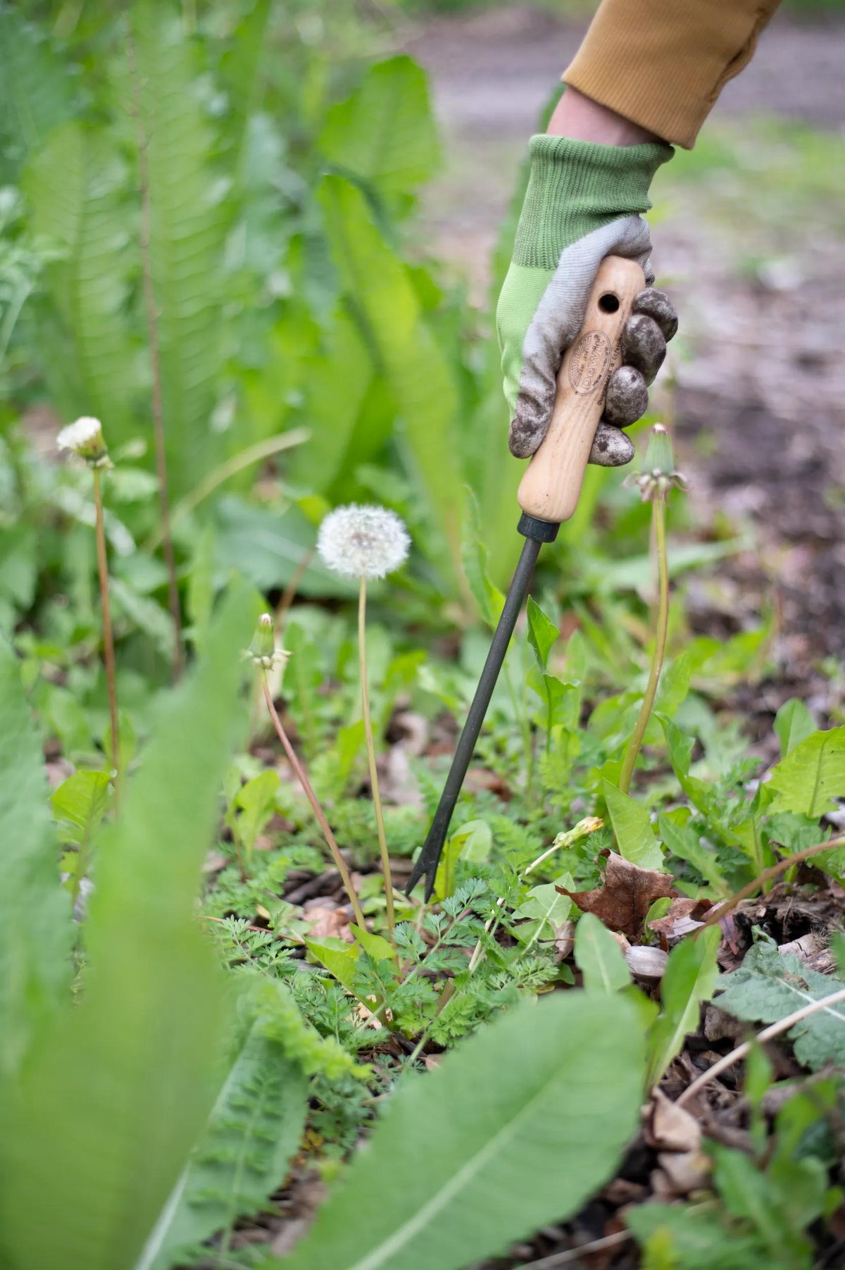 Lifetime Dandelion Weeder