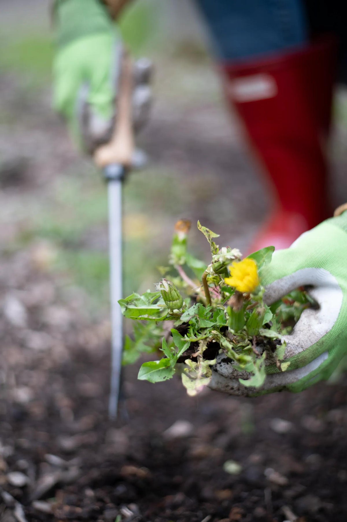 Lifetime Dandelion Weeder