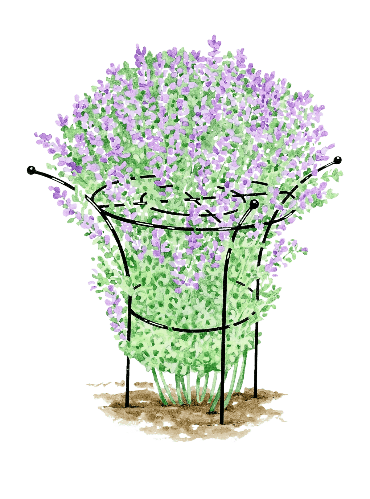 Essex™ Plant Supports