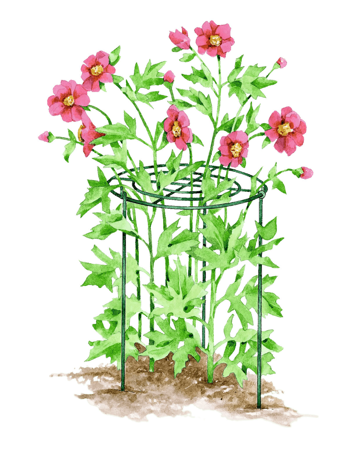 Grow Through Supports, Set of 3