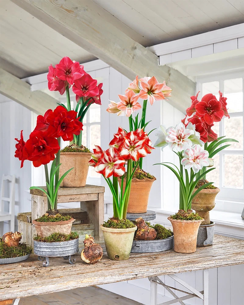 Premium Amaryllis Bulbs