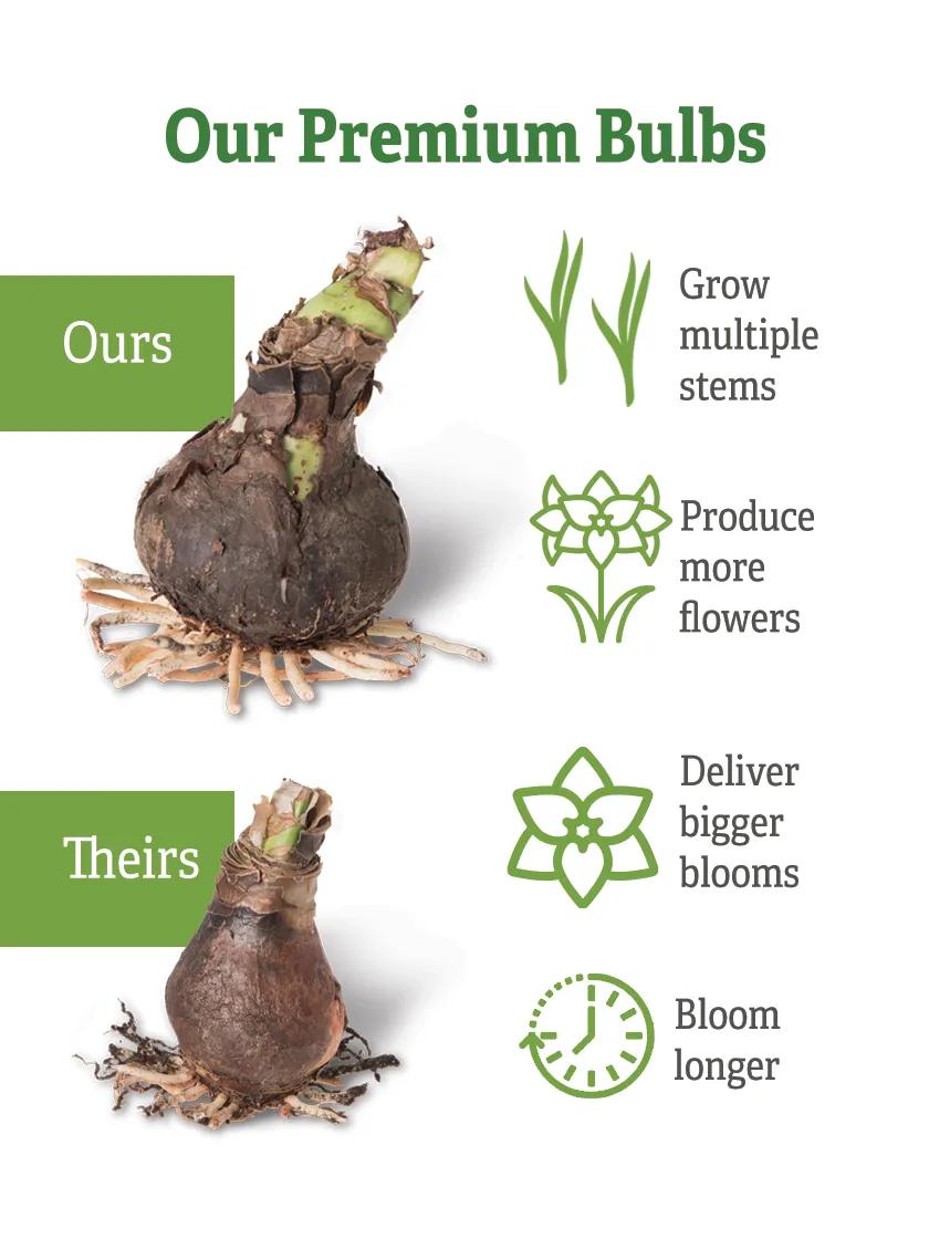 Premium Amaryllis Bulbs