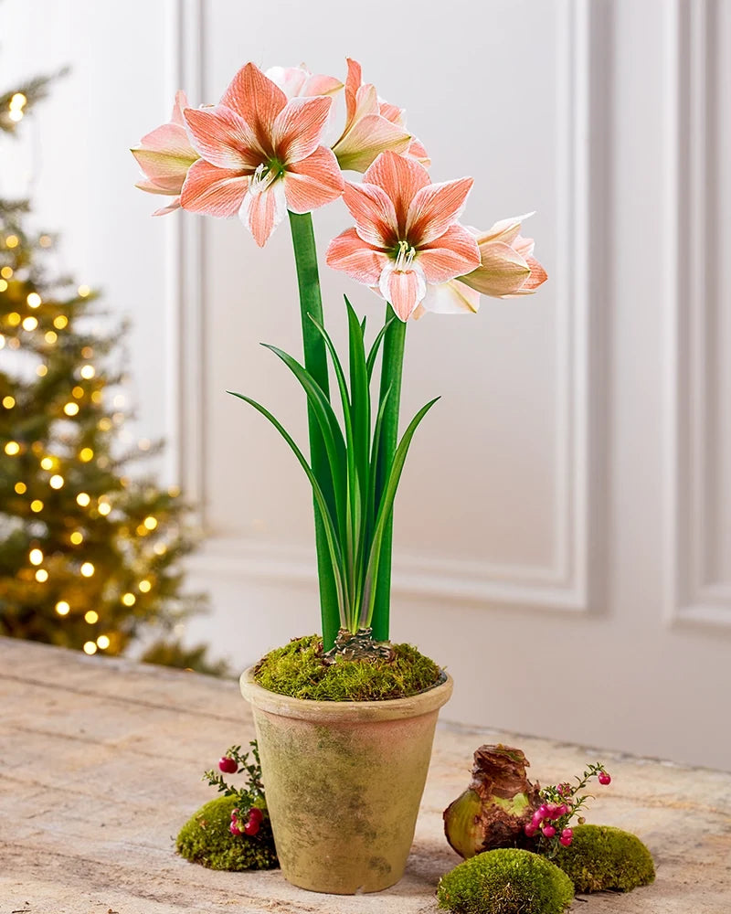 Premium Amaryllis Bulbs