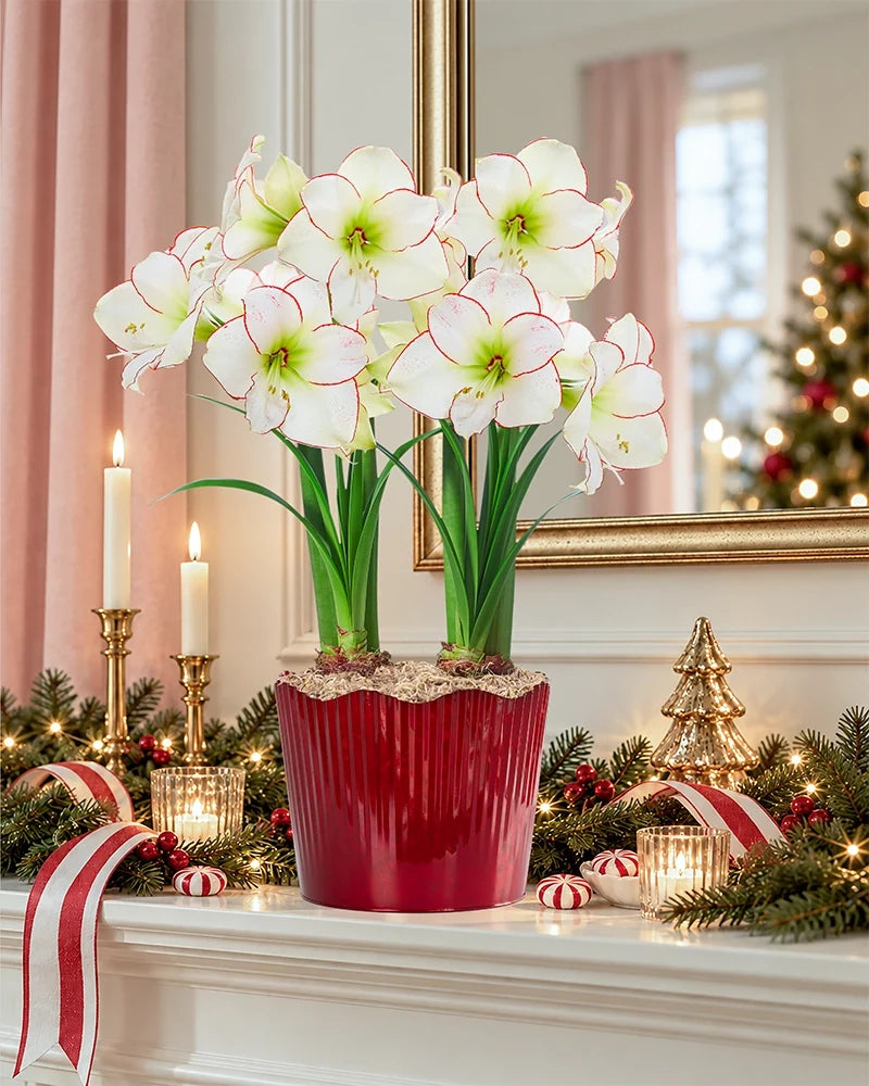 Under the Mistletoe Amaryllis