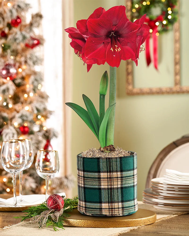 Warm & Cozy Amaryllis