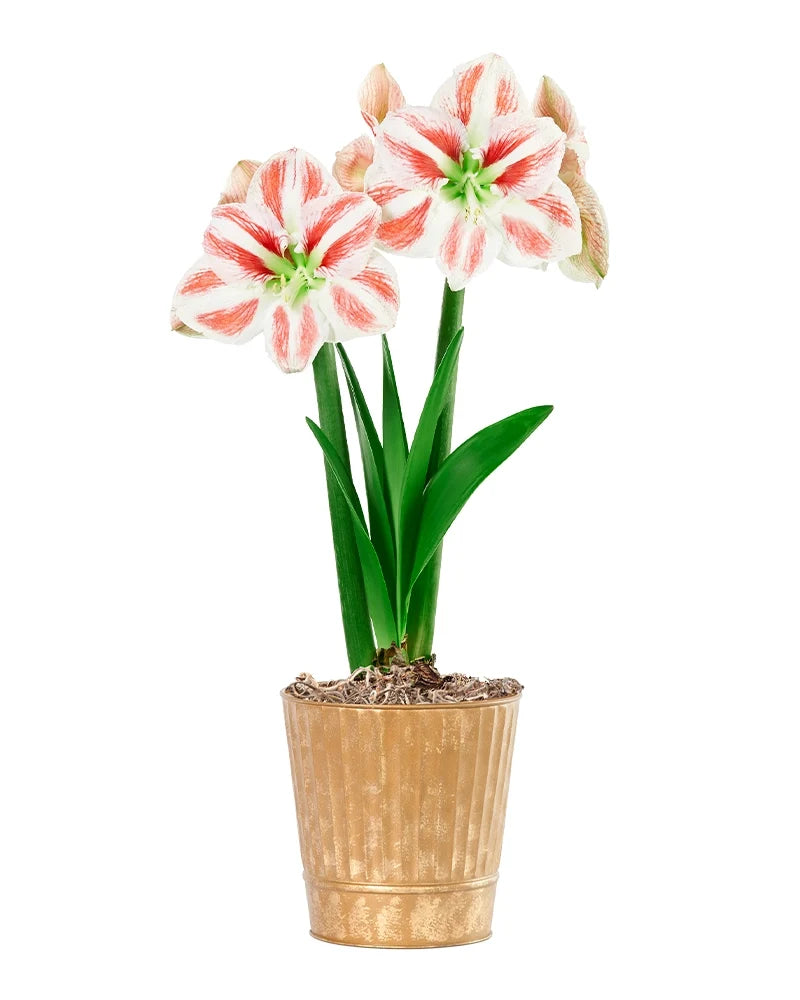 Amaryllis Potted Collection