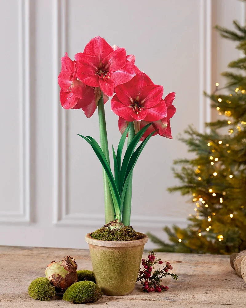 Premium Amaryllis Bulbs