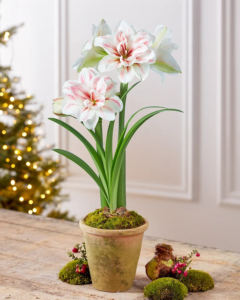 Premium Amaryllis Bulbs