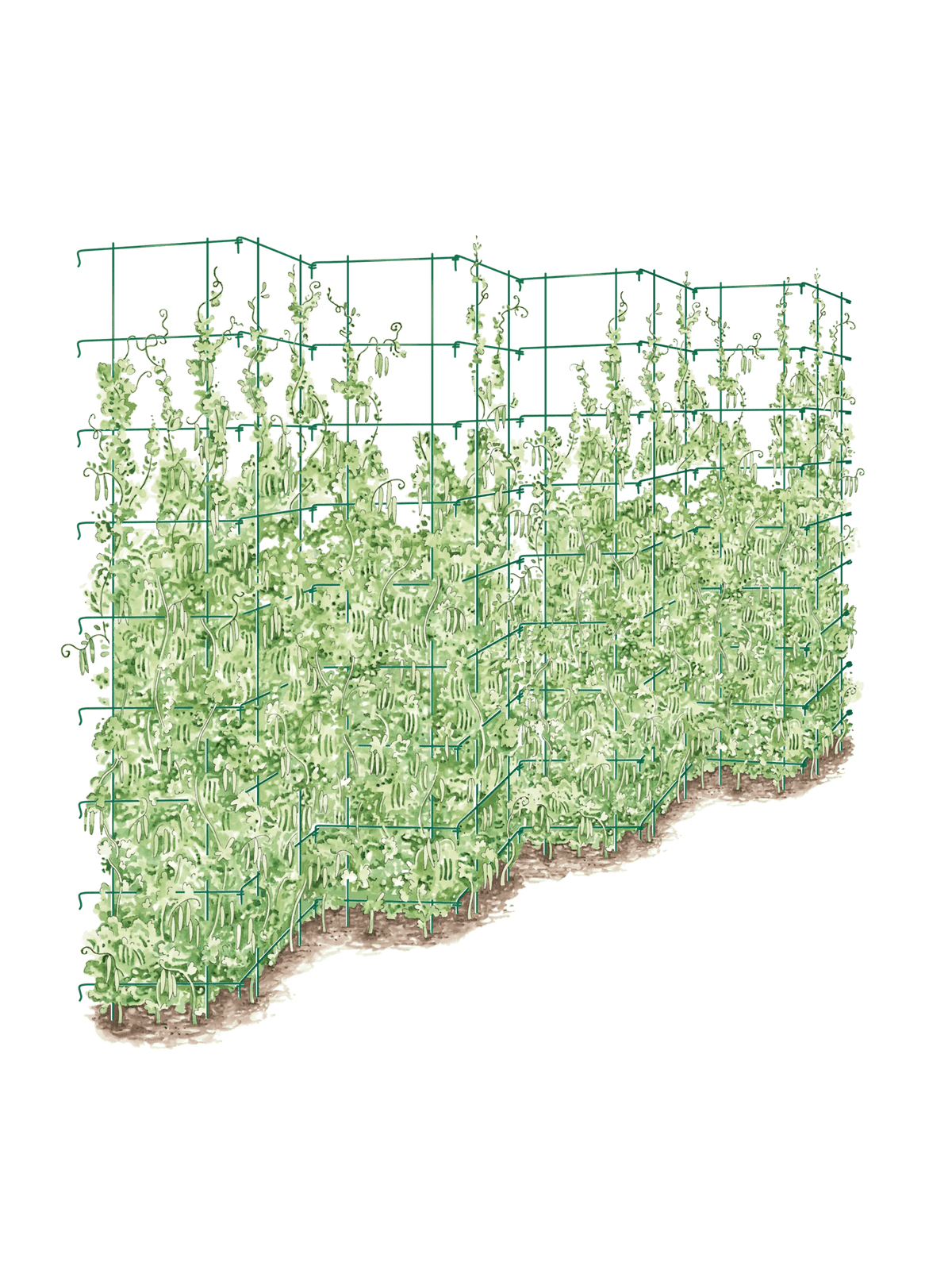 Tall Expandable Pea Trellis