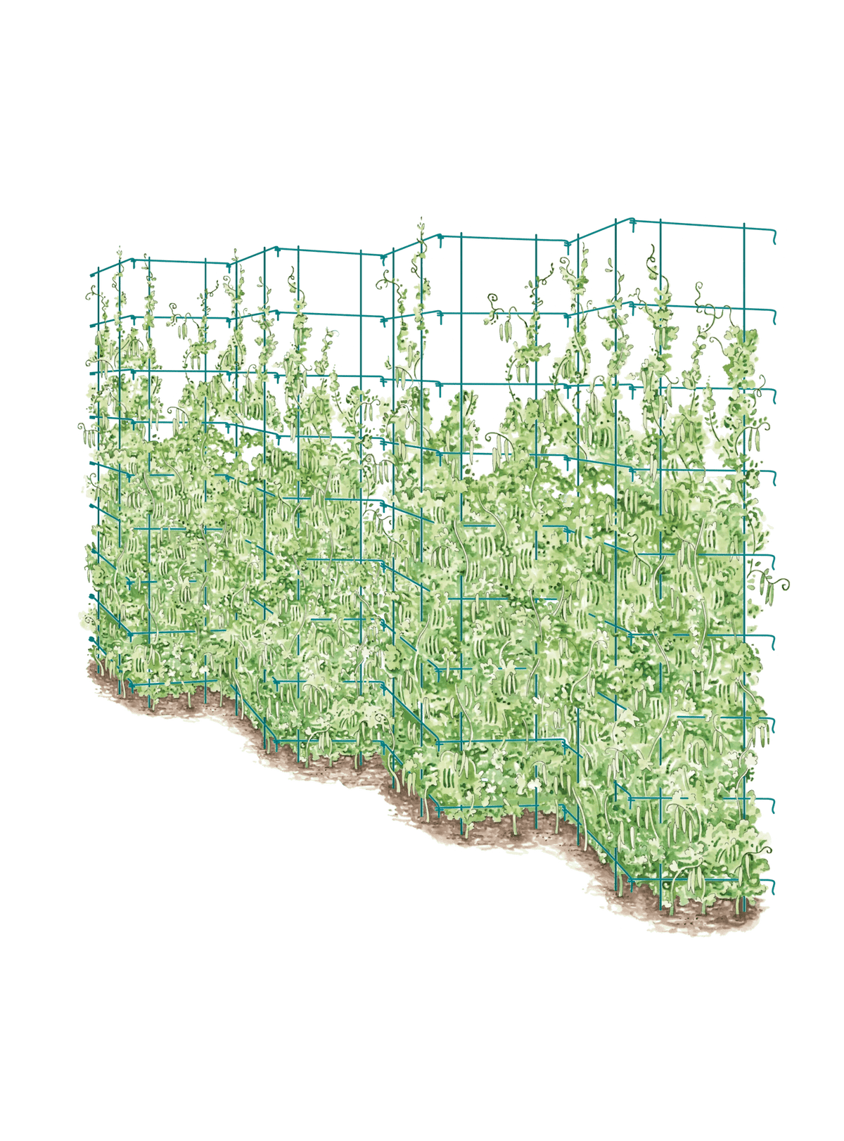 Tall Expandable Pea Trellis