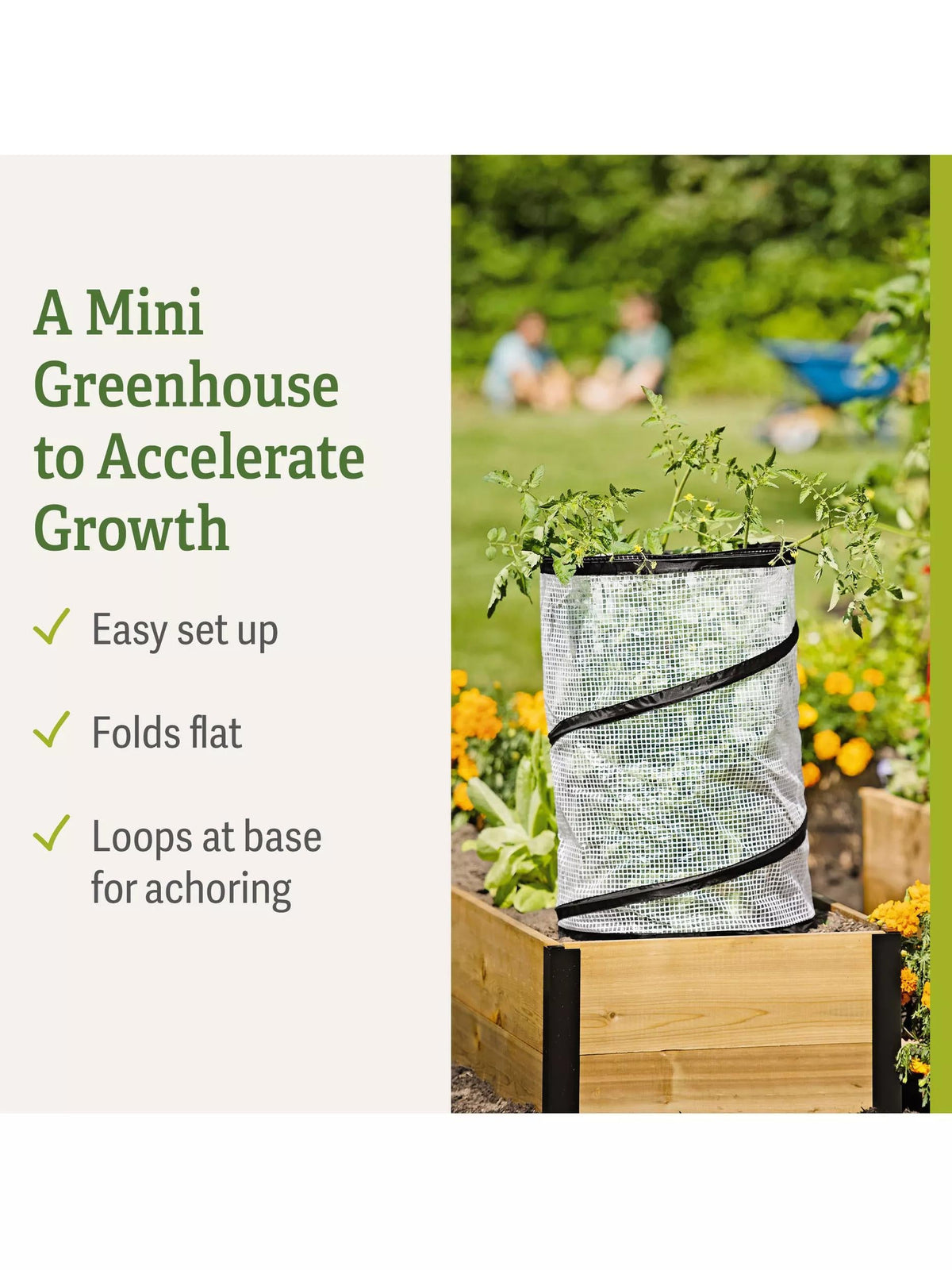 Pop-Up Tomato Accelerator