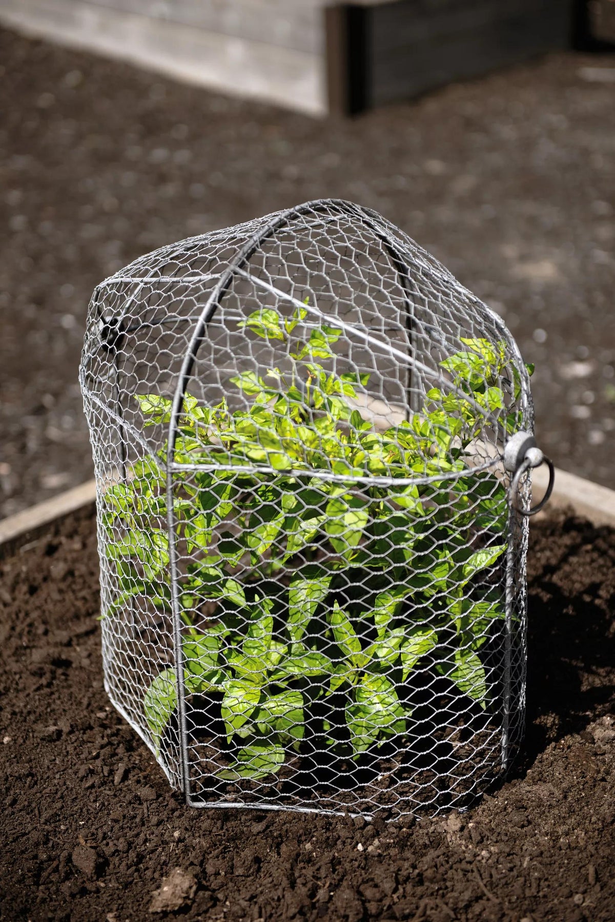 3-in-1 Chicken Wire Cloche