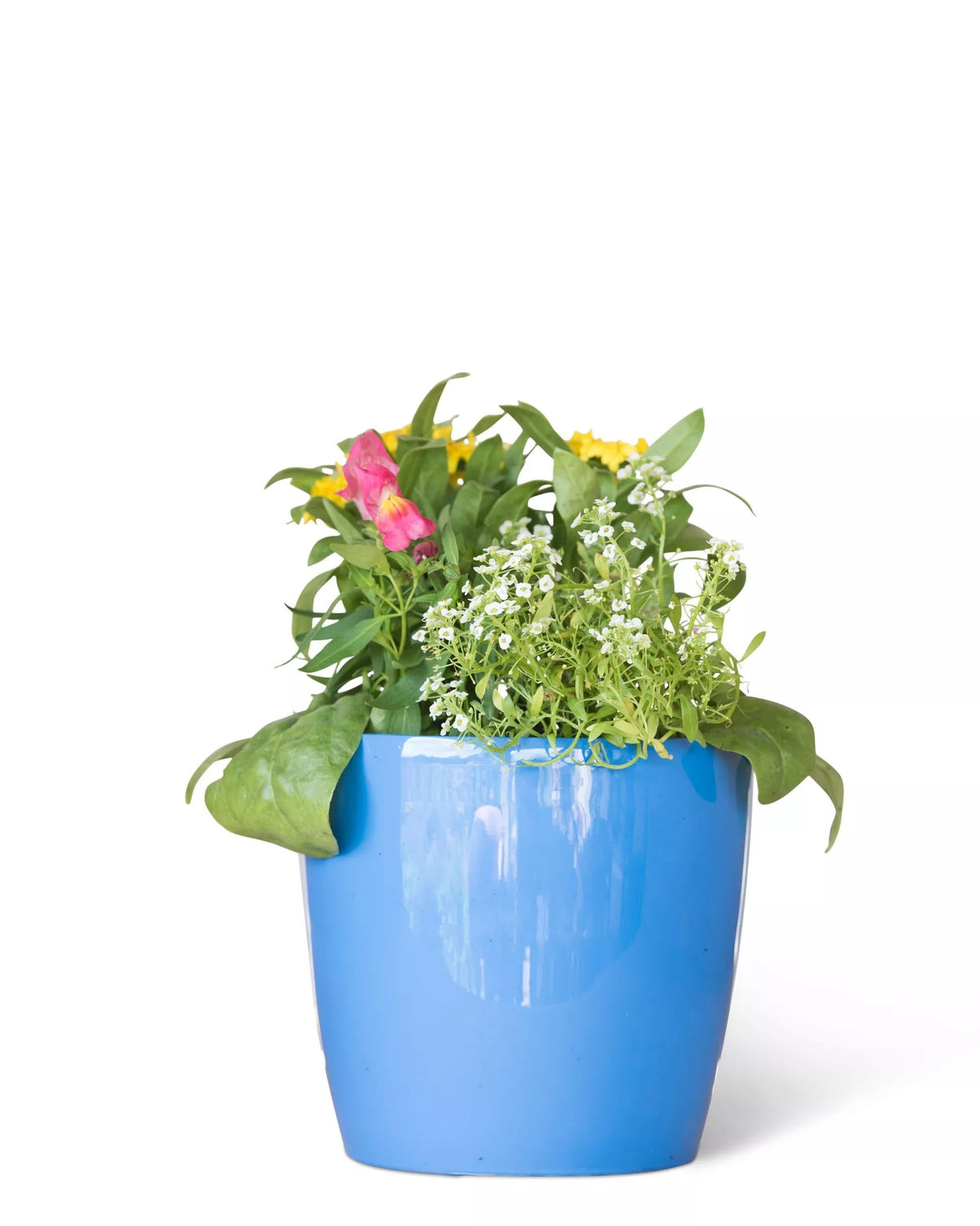 Viva™ Round Self-Watering Planter, 7" Diameter