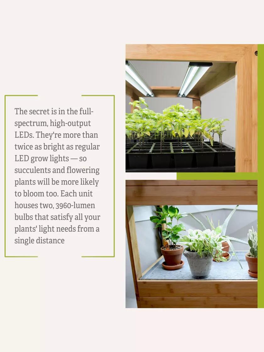 Bamboo LED Grow Light Garden for Succulents and Seeds