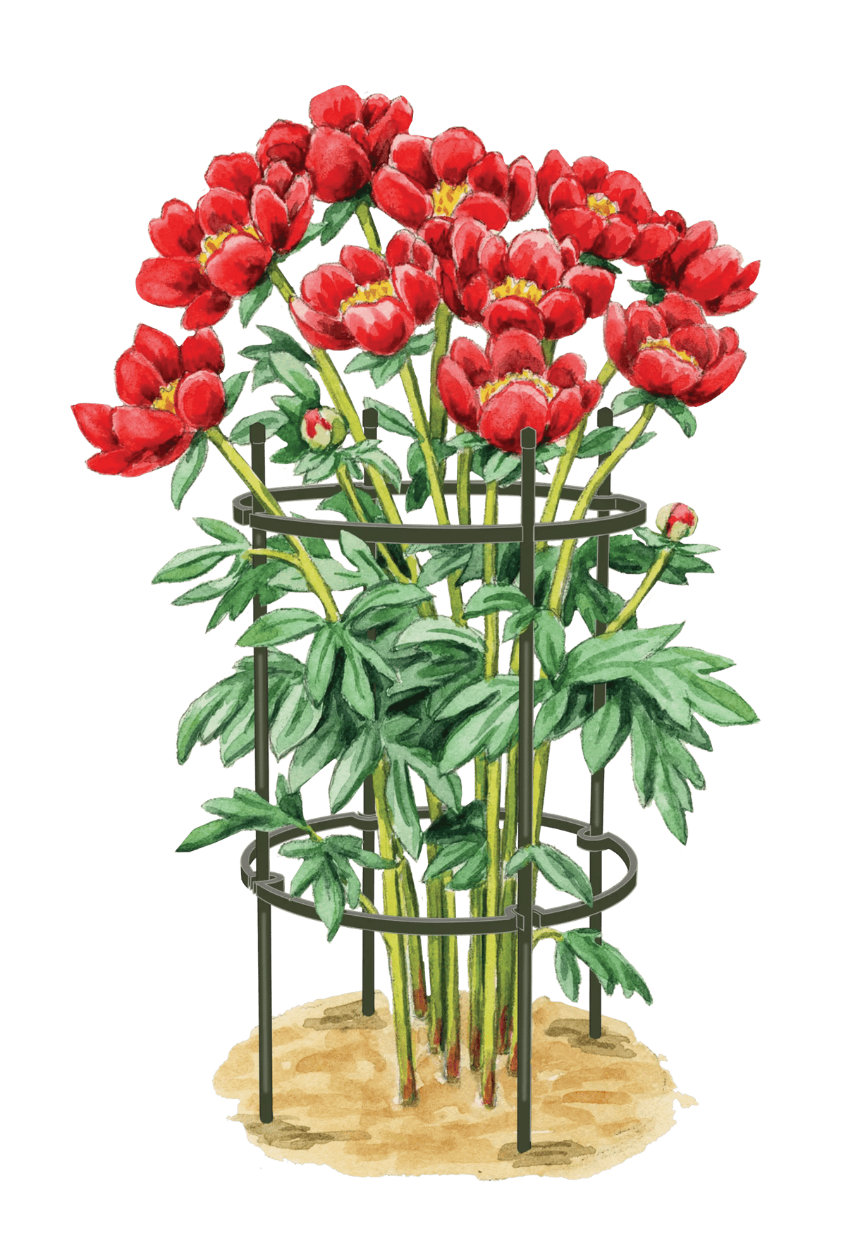 Titan Peony Supports, Medium, Set of 2