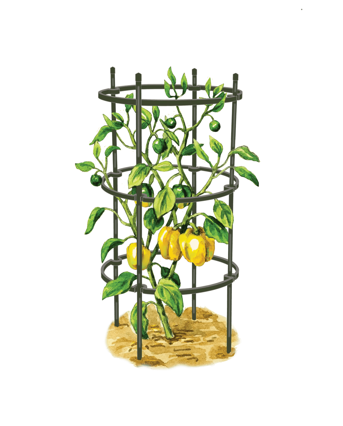 Titan™ Pepper Eggplant Cages, Set of 3