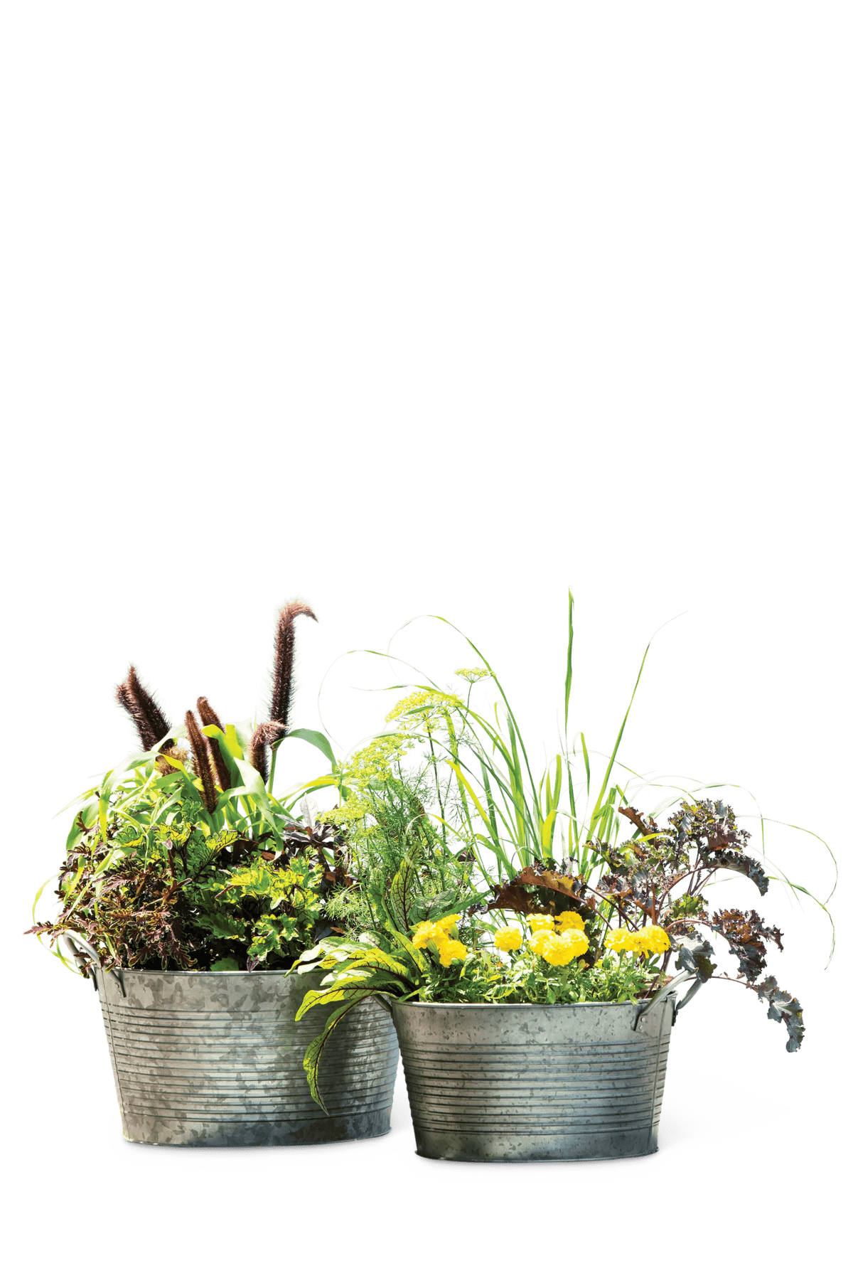 Galvanized Wash Basin Planters, Set of 2