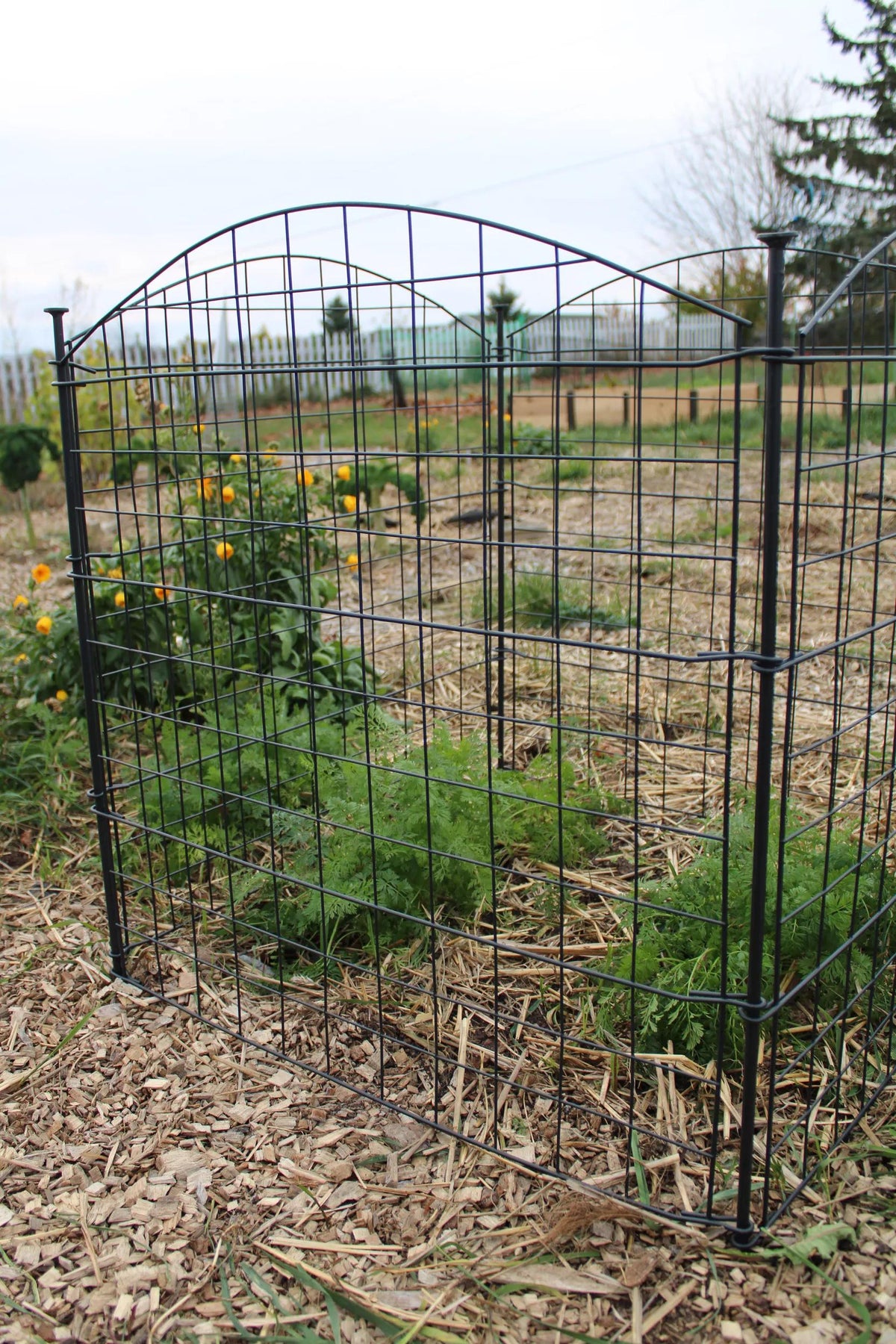4 Panel Critter Fence