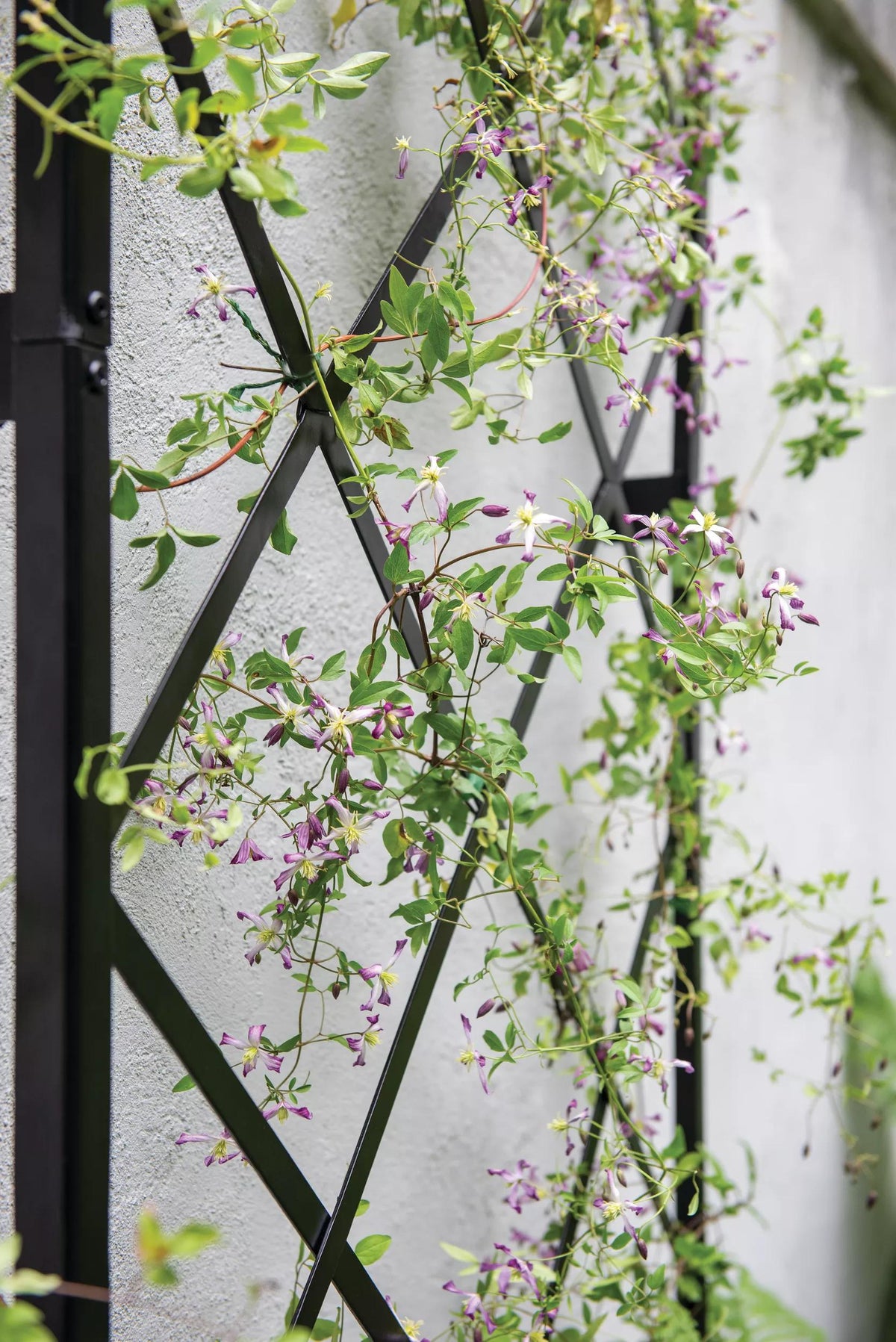Lattice Gable Wall Trellis