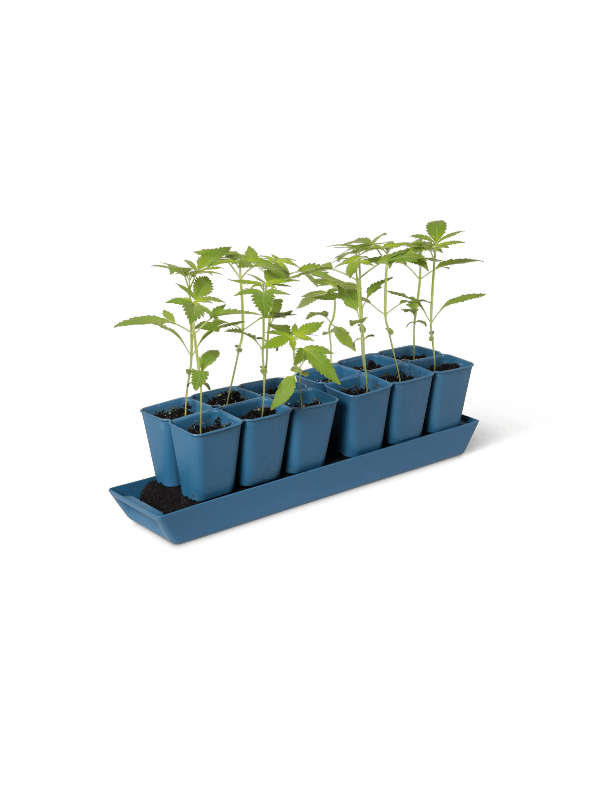 Gardener's Best® XL Seed Starting Kit