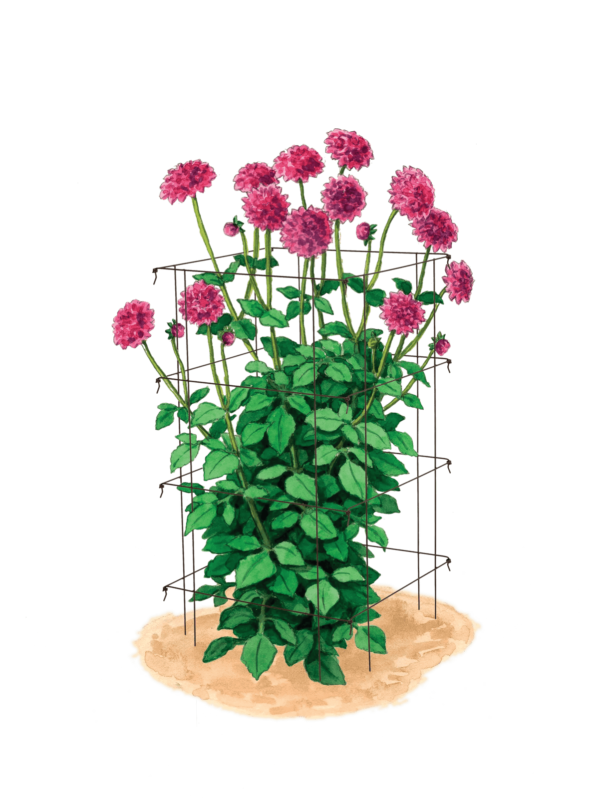Dahlia Supports