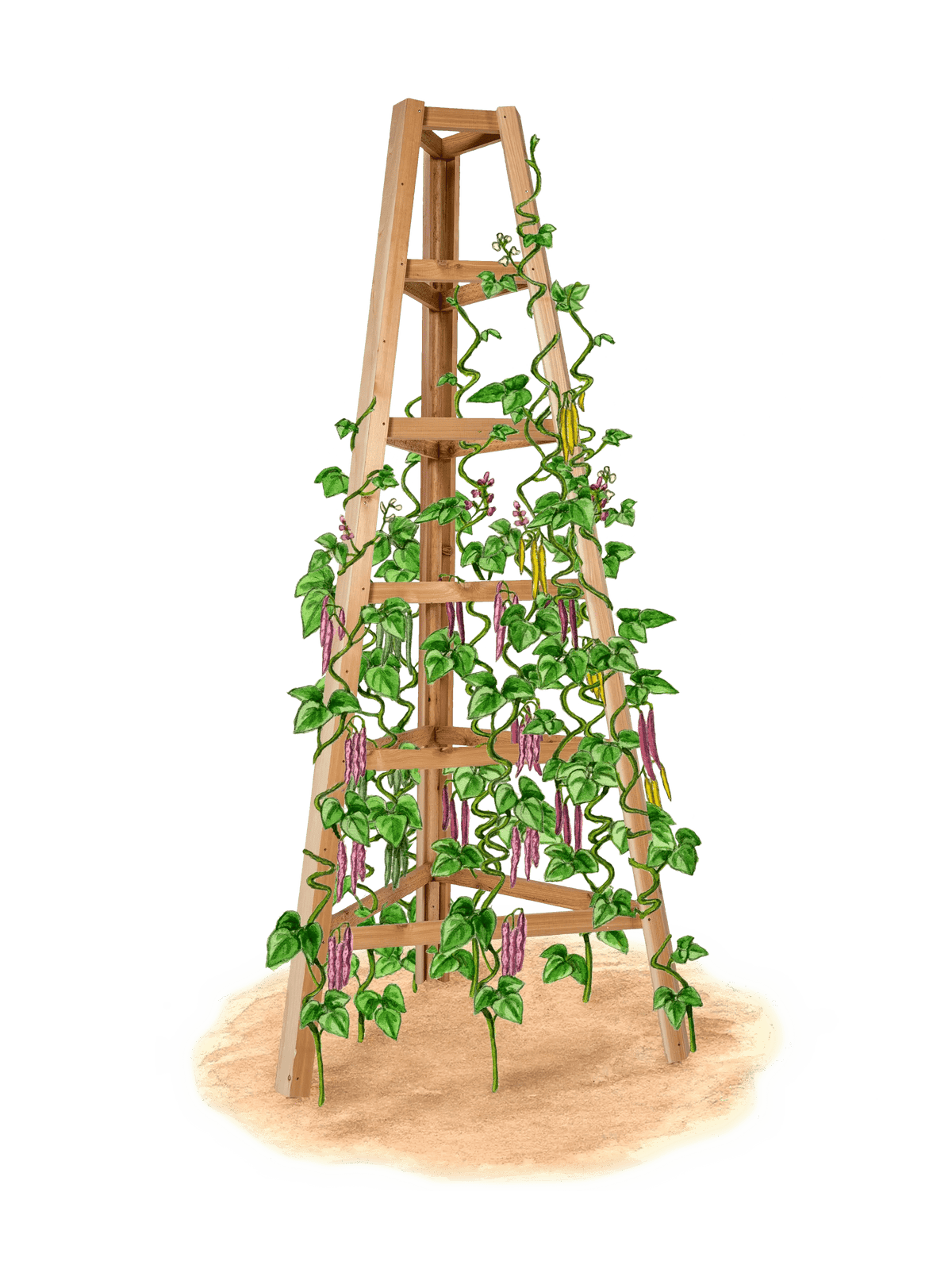 Cedar Obelisk, 8'