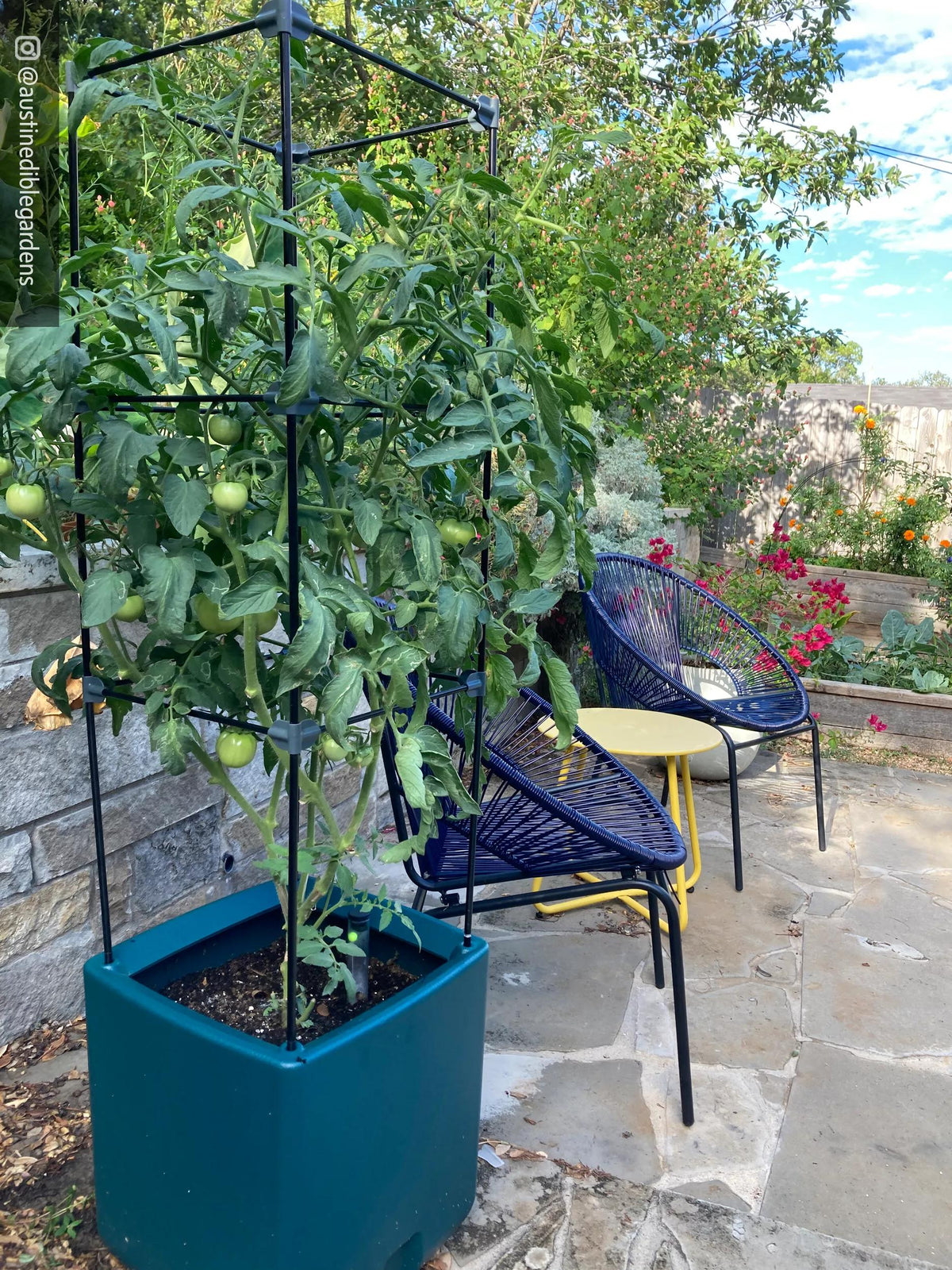 Oasis™ Self-Watering Tomato Planter With Trellis