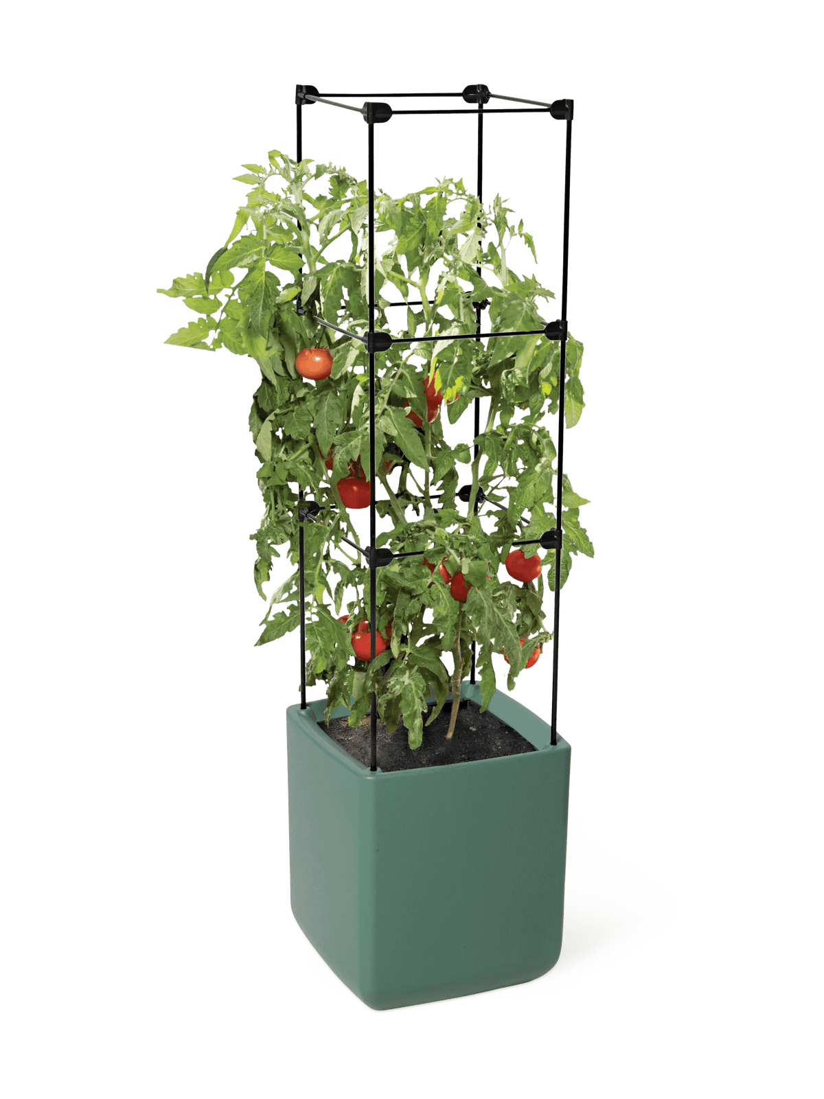 Oasis™ Self-Watering Tomato Planter With Trellis