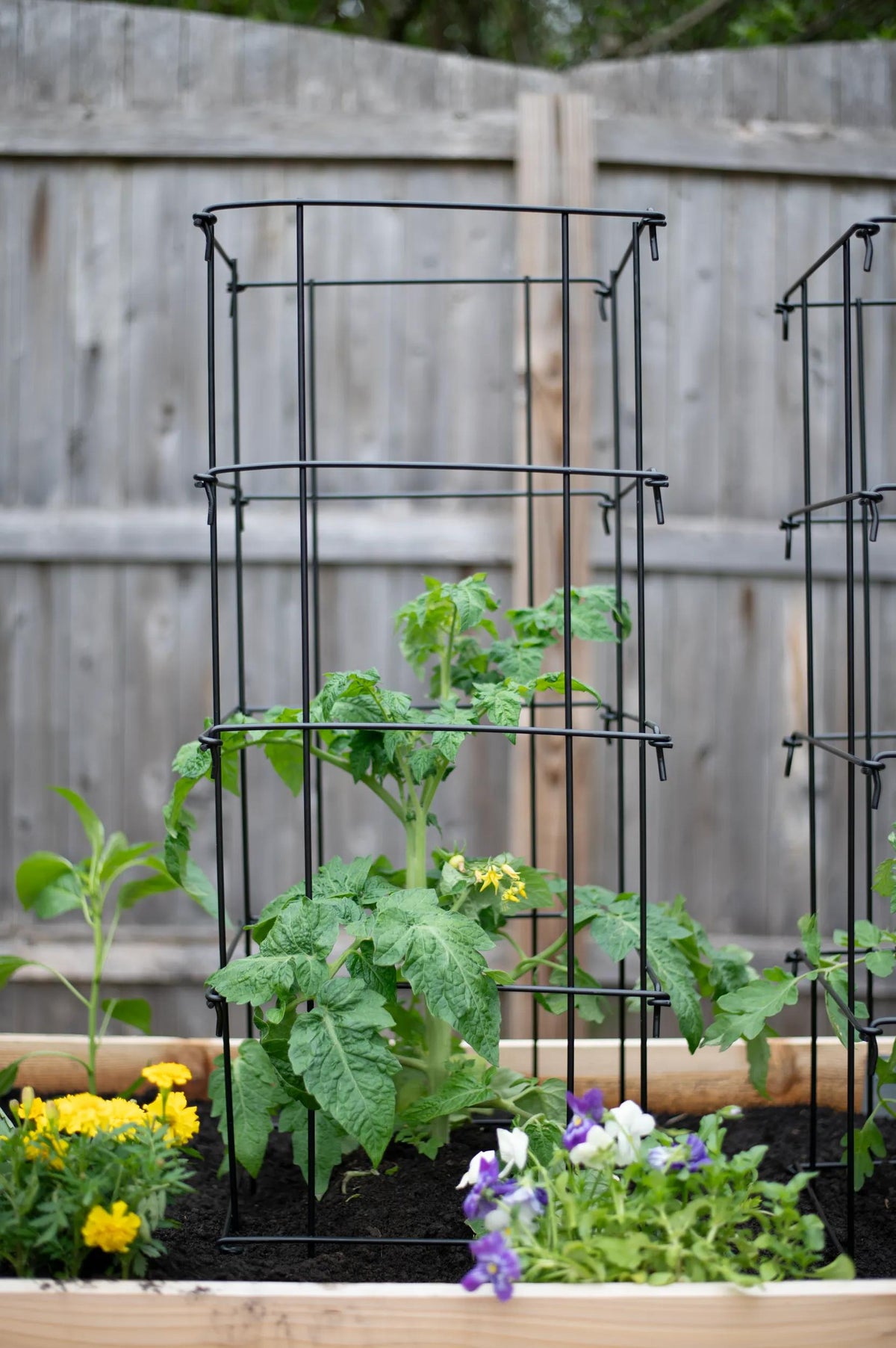 Super-Duty Tomato Cages