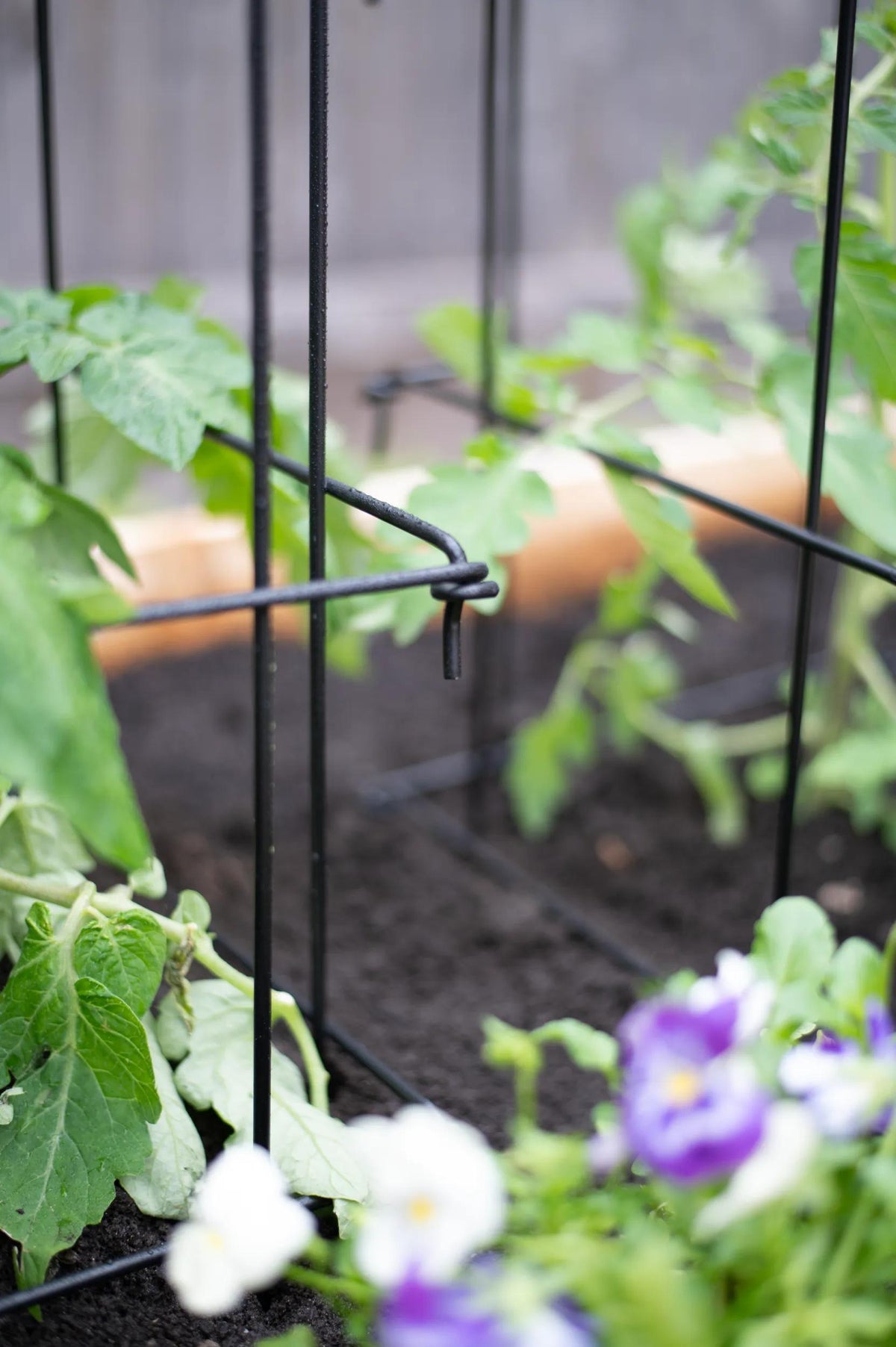 Super-Duty Tomato Cages