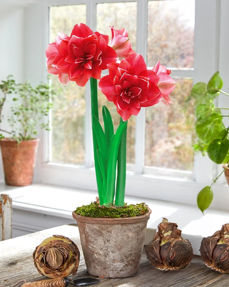 Premium Amaryllis Bulbs