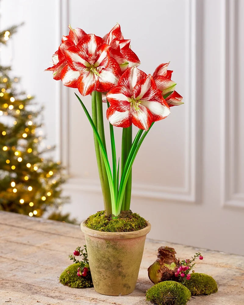 Premium Amaryllis Bulbs