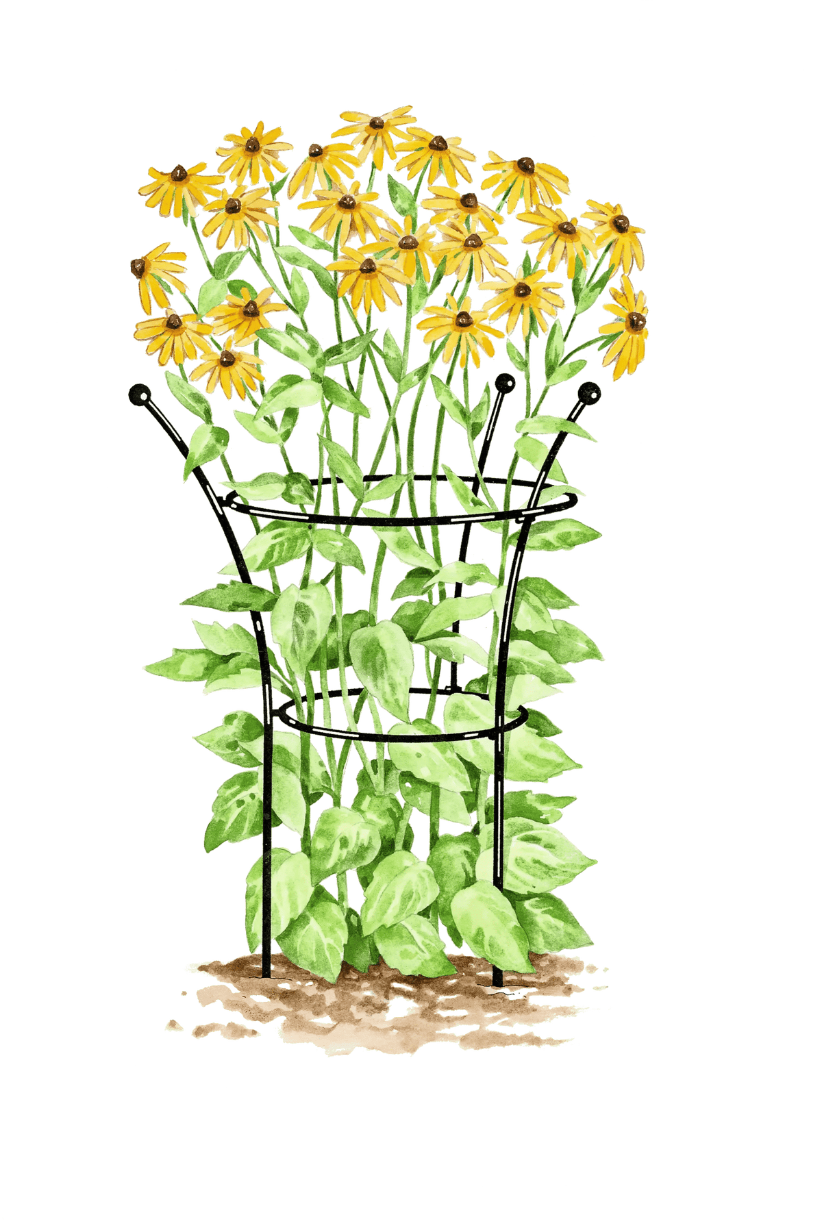 Essex™ Plant Supports